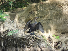 Nannopterum brasilianum