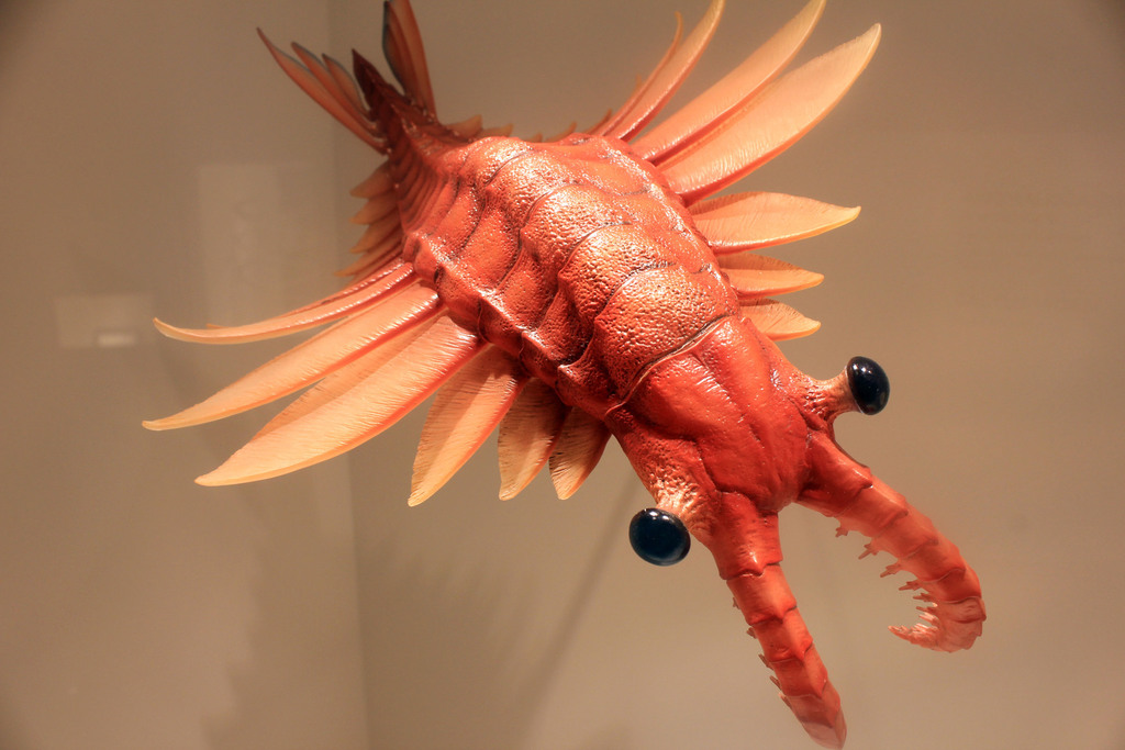 Anomalocaris