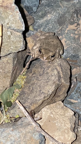 Arabian Toad