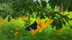 Mysoria barcastus