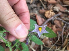Solanum fendleri
