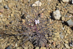 Sibara angelorum