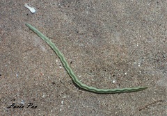 Phyllodocida