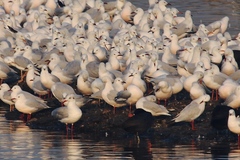 Chroicocephalus ridibundus