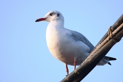 Chroicocephalus brunnicephalus