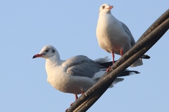 Chroicocephalus brunnicephalus