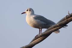 Chroicocephalus ridibundus