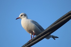 Chroicocephalus ridibundus