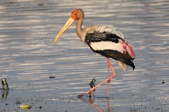 Mycteria leucocephala