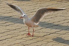 Chroicocephalus genei