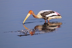 Mycteria leucocephala