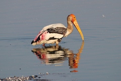 Mycteria leucocephala