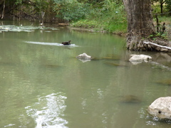 Nannopterum brasilianum