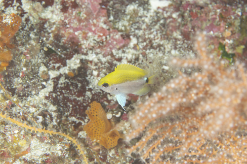 Okamura's chromis (Chromis okamurai) — Pomacentridae