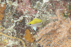 Okinawa Chromis photo 2