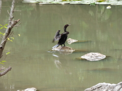 Nannopterum brasilianum
