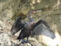 Nannopterum brasilianum