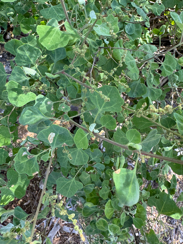 Chenopodium oahuense observed 2025-03-02