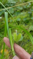 Carex comosa
