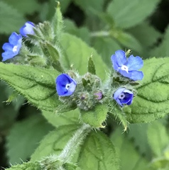 Pentaglottis sempervirens
