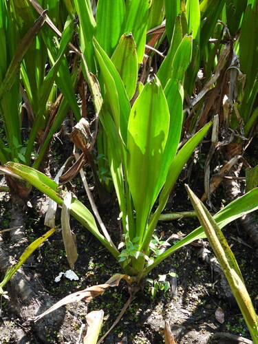 Hanguana anthelminthica (Hanguana anthelminthica)