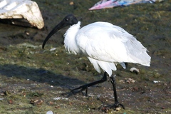Threskiornis melanocephalus