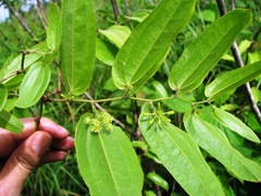 Smilax mollis