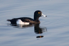 Aythya fuligula