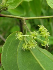 Smilax mollis