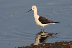 Himantopus himantopus