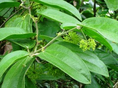 Smilax mollis
