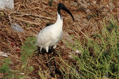 Threskiornis melanocephalus
