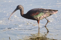 Plegadis falcinellus