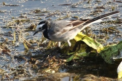 Motacilla alba