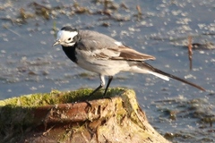 Motacilla alba