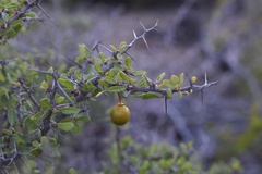 Pseudoziziphus parryi microphylla