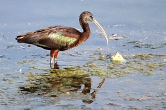 Plegadis falcinellus