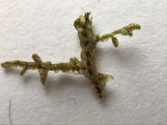 Frullania tamarisci
