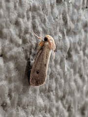 Acrolophus mortipennella