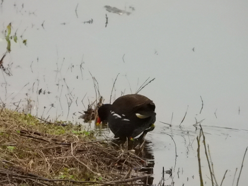 Eurasian Moorhen