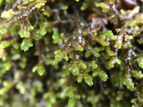 Representative image of Frullania