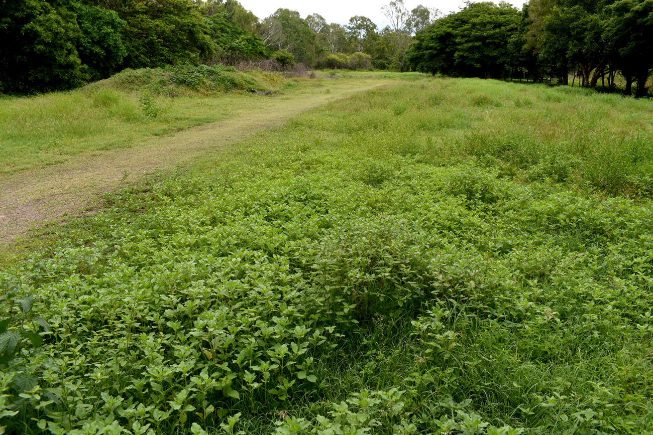 Imagem de Carrapicho-de-carneiro