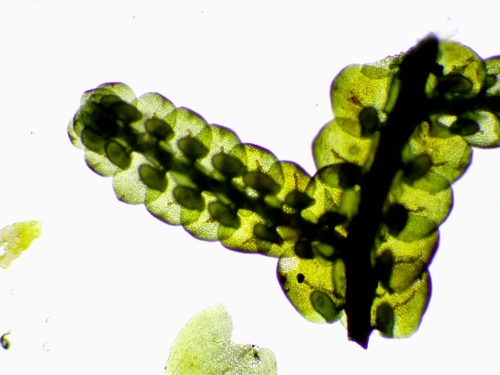 Tamarisk Scalewort