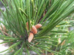 Pinus radiata binata