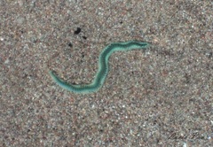 Phyllodocida