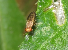 Opomyza germinationis
