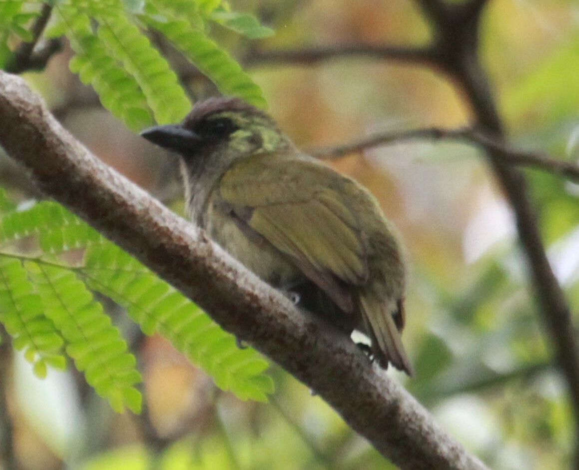 Green Barbet illustration