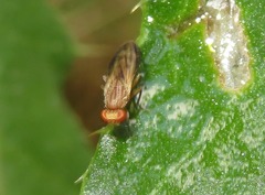 Opomyza germinationis