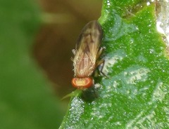 Opomyza germinationis