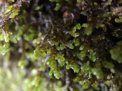 Frullania tamarisci